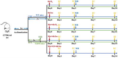 Amelioration of Hippocampal Insulin Resistance Reduces Tau Hyperphosphorylation and Cognitive Decline Induced by Isoflurane in Mice